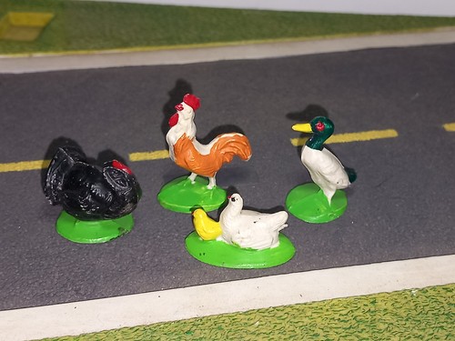 Acedo poule coq - +, +
